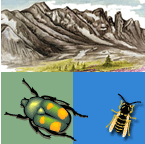 Mountains, beetle & bee